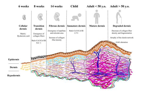 Young skin aged skin comparison